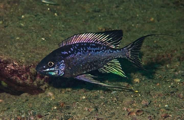 Cyathopharynx sp. 'neon streak' Kansombo